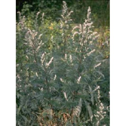 TSA ARTEMISIA VULGARIS 50ML