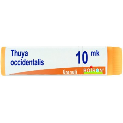 THUYA OCCIDENT XMK GL BO